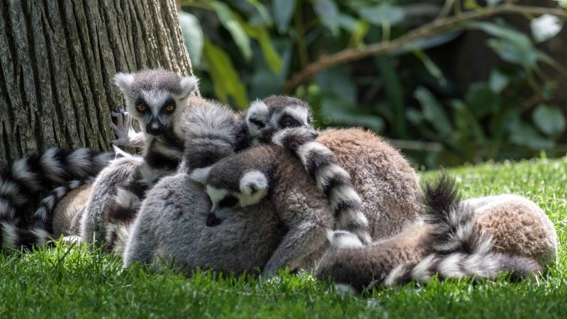 Bioparc & Molino de Inca � en gr�n utflykt f�r natur�lskare 26 mars